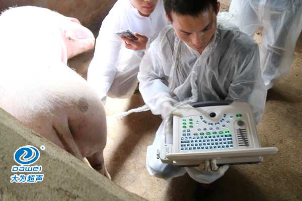 養(yǎng)豬場給母豬驗(yàn)孕